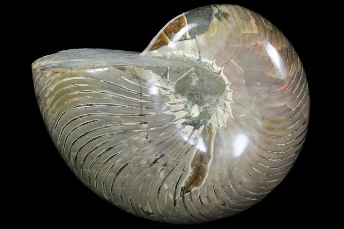 Polished Nautilus Fossil - Madagascar #81863